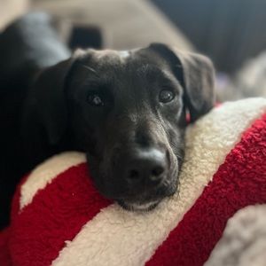 Meet your Posher, Harlie